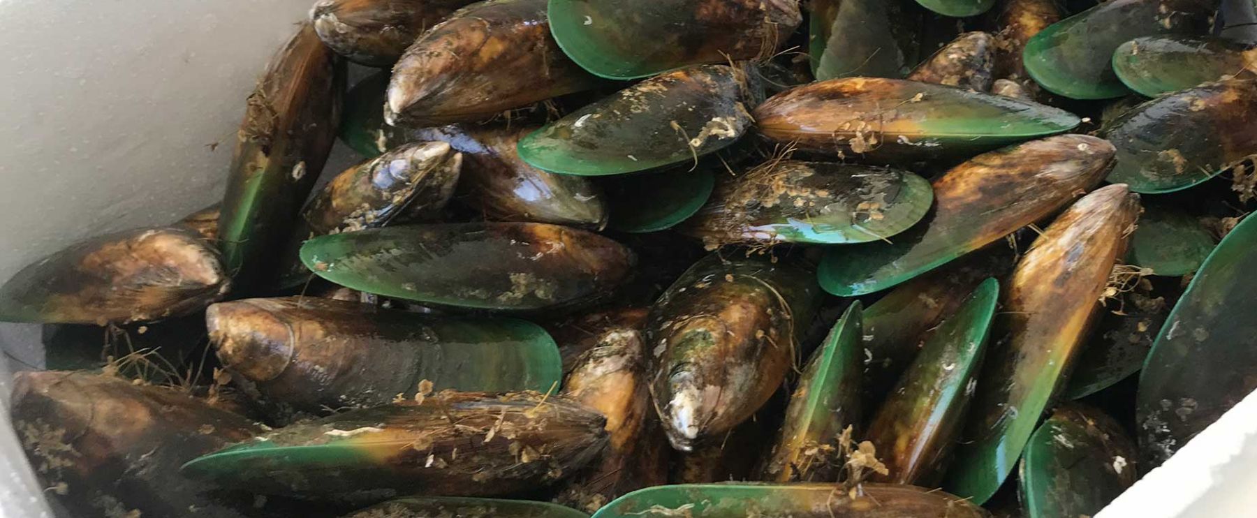 Aquaculture and Fisheries Banner