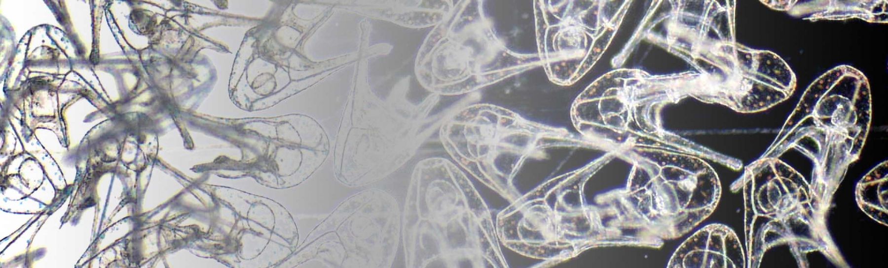 Larval Biology Banner