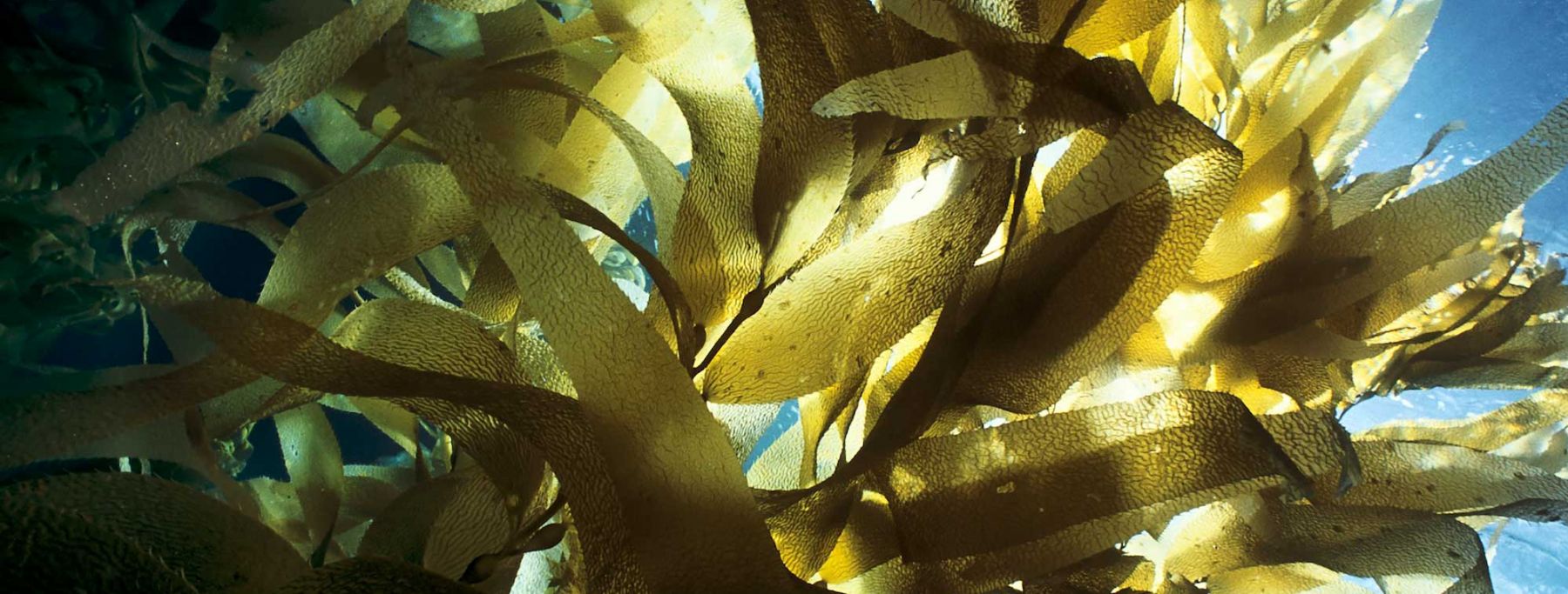 Sunlight shining through kelp