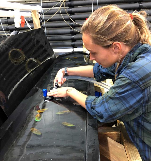Logan Kozal working with mussels