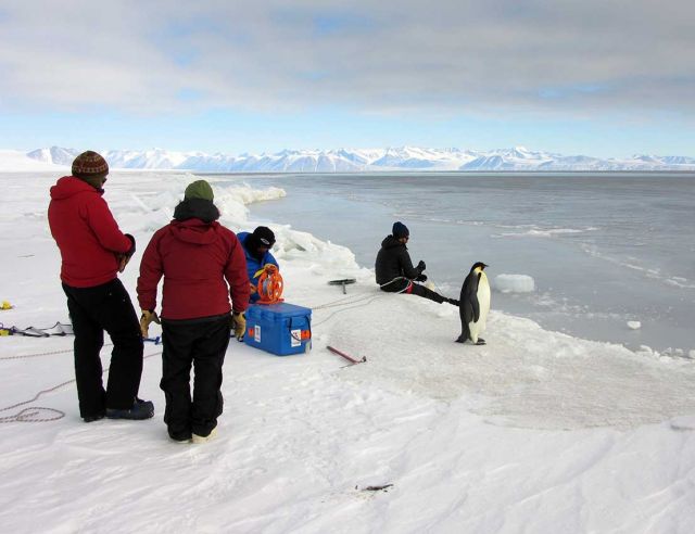 Researchers next to a penguin in Antartica