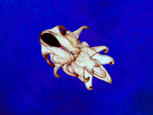 Shooting for the Stars