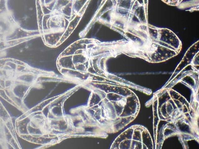 Larval Biology