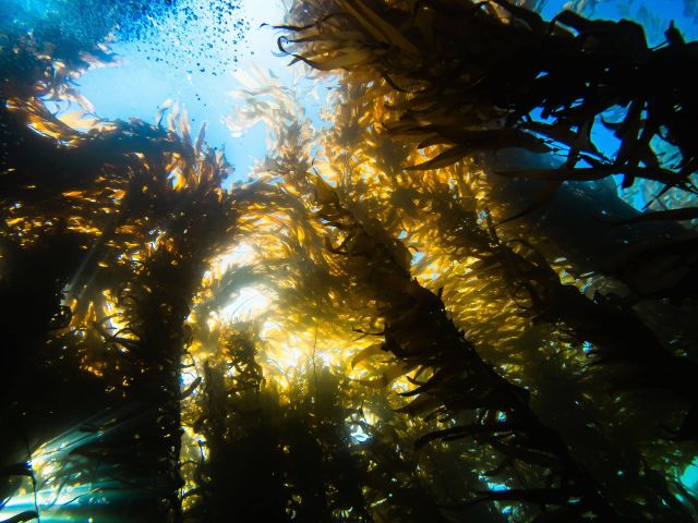 Giant kelp forest