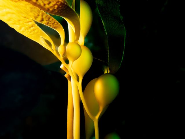 Giant kelp